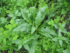 Cirsium canum