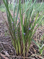 Dianella brevicaulis