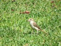 Lanius isabellinus
