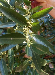 Tricalysia capensis