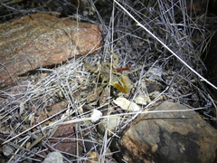 Hottentotta eminii