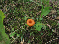 Loreleia postii