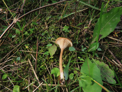 Loreleia postii