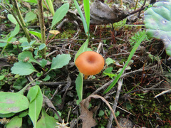 Loreleia postii