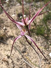 Caladenia polychroma