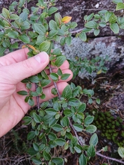 Cotoneaster dielsianus