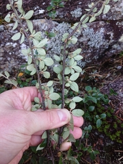 Cotoneaster dielsianus