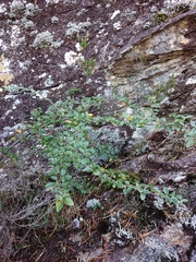 Cotoneaster dielsianus