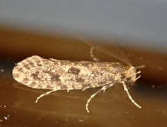 Archyala terranea