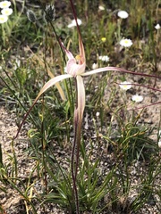 Caladenia polychroma