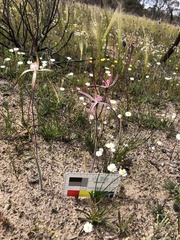 Caladenia polychroma