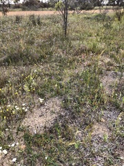 Caladenia polychroma