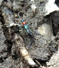Paederidus ruficollis