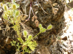 Yabea microcarpa
