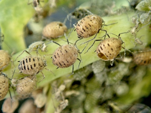 Cabbage Aphid Parasite photo 2