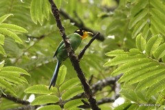 Psarisomus dalhousiae