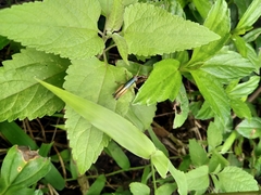 Caryanda spuria