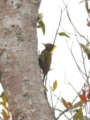 Picus chlorolophus