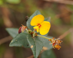 Platylobium reflexum