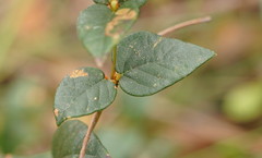 Platylobium reflexum