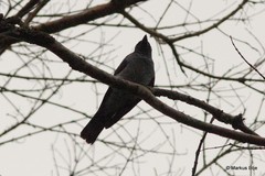 Coracina macei larutensis