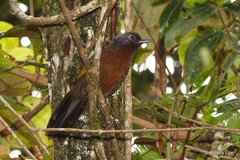 Trochalopteron peninsulae