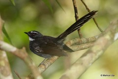 Rhipidura albicollis