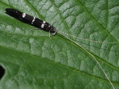 Leptocerus interruptus