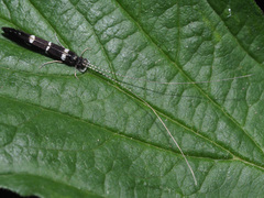 Leptocerus interruptus