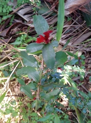 Hyperacanthus amoenus