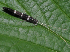 Leptocerus interruptus