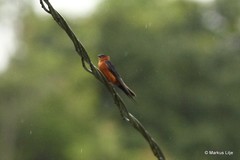 Cecropis striolata