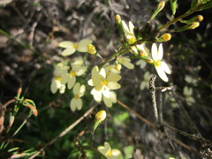 Stylidium spathulatum