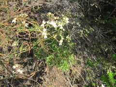 Stylidium spathulatum