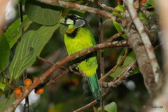 Psilopogon pyrolophus