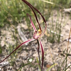Caladenia polychroma