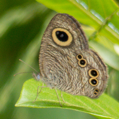 Ypthima baldus baldus