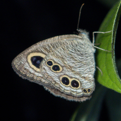 Ypthima baldus baldus