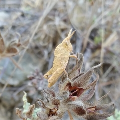 Ocnerodes prosternalis