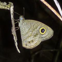 Ypthima baldus baldus