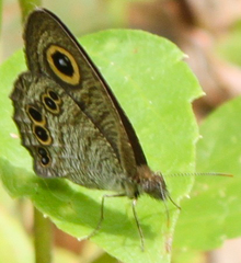 Ypthima baldus baldus