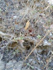 Ocnerodes prosternalis