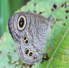 Ypthima baldus baldus