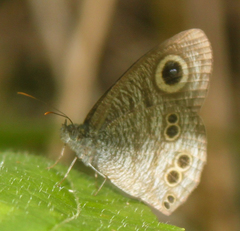 Ypthima baldus baldus