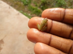 Hyperolius igbettensis