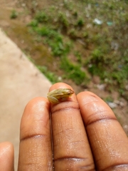 Hyperolius igbettensis