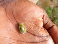 Hyperolius igbettensis