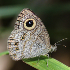 Ypthima baldus baldus