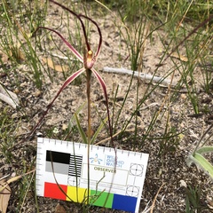 Caladenia polychroma