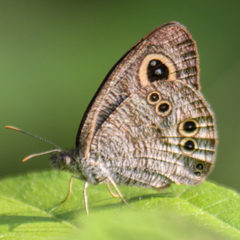 Ypthima baldus baldus